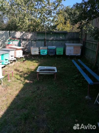 Улей Дадан 12 рамочный с пчелиными семьями