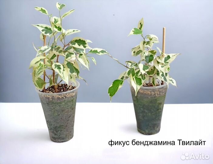 Фикусы сортовые