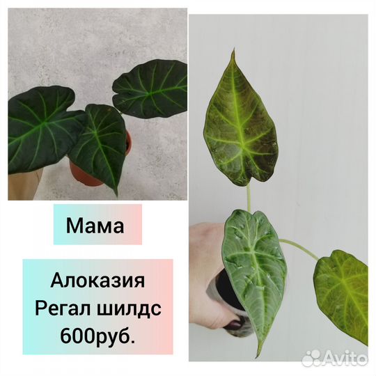 Алоказми и сциндапсусы