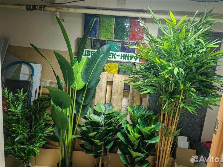 Фикус, пальма, бамбук, реалистичные деревья, от