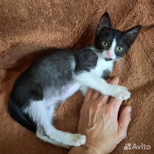 Кошки в добрые руки бесплатно