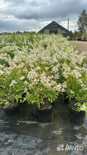 Гортензия метельчатая Юник 5-6 лет, C-20