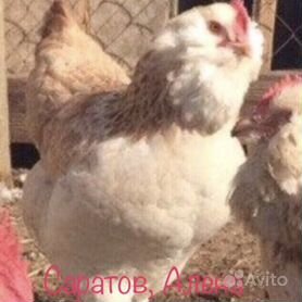 Инкубационное яйцо, цыплята фавероль