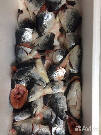 Хребты лосося (семги)