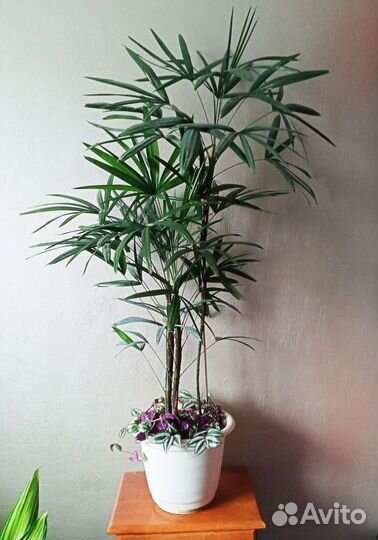 Пальма Рапис 