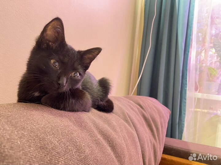 Котик ищет дом