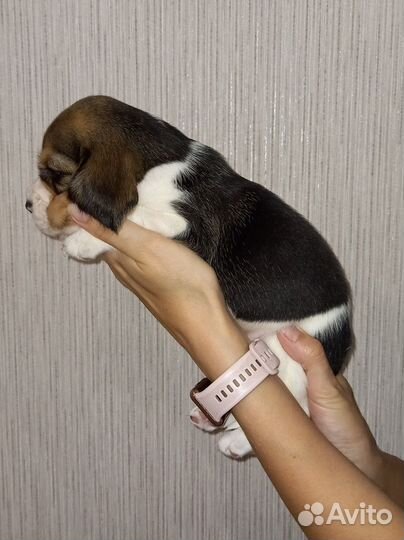 Щенки бигль