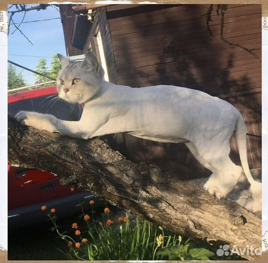 Стрижка кошек - Колпино, Купчино, Рыбацкое