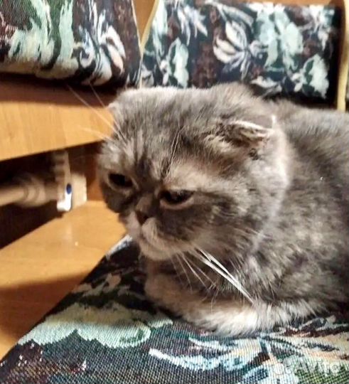 Кошечка Лизонька ищет свой дом