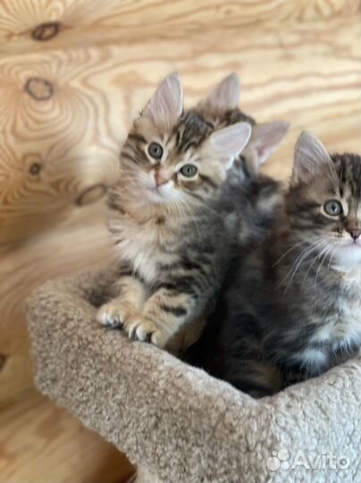 Курильский бобтейл котята