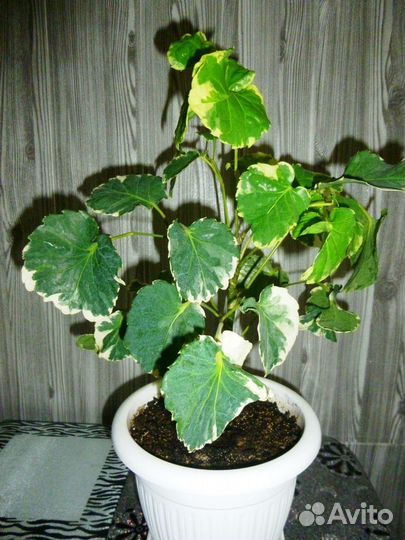 Полисциас Маргината