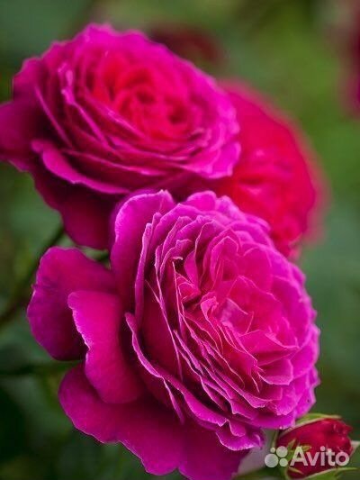 Роза чайно-гибридная Биг Перпл/Big Purple