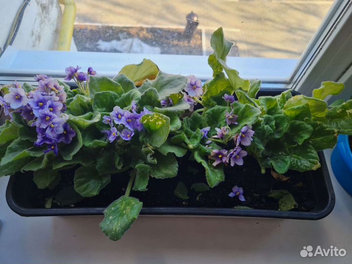 Декоративное растение Фиалки