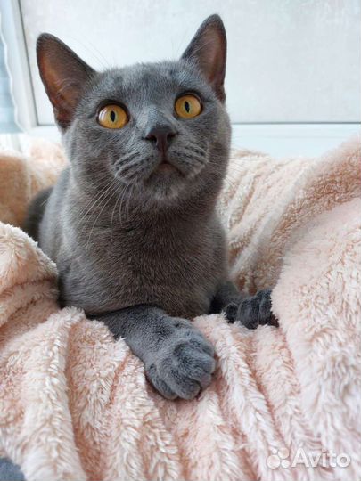 Уникальный русский голубой котик в дар