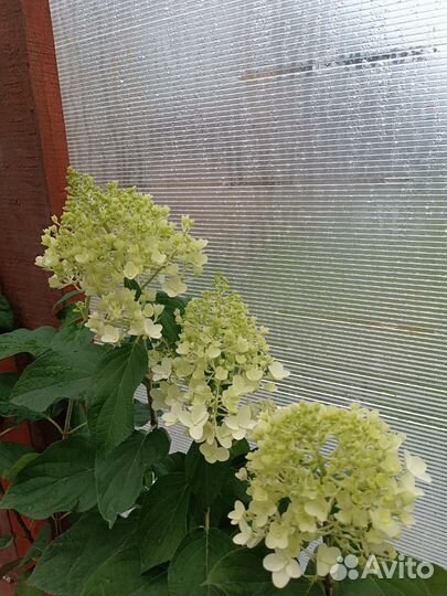 Сильвер доллар гортензия метельчатая