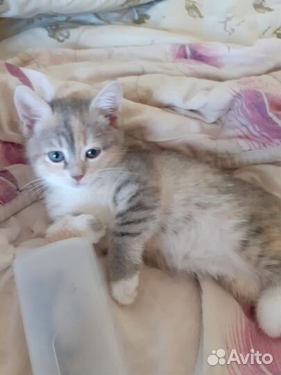 Котенок в добрые руки