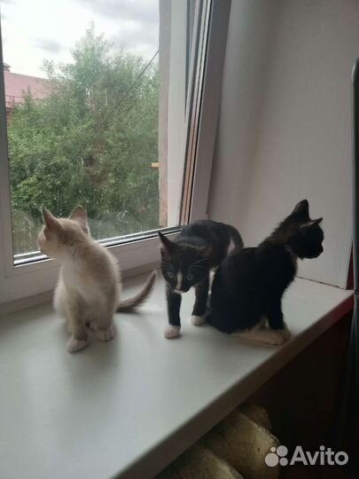 Котята бесплатно