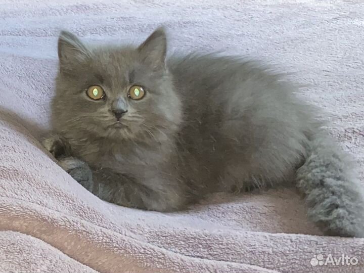 Отдам малыша в добрые руки