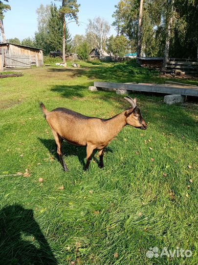 Коза дойная альпийская
