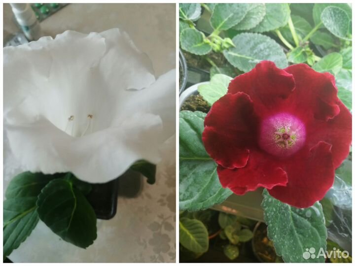 Глоксиния цветущая