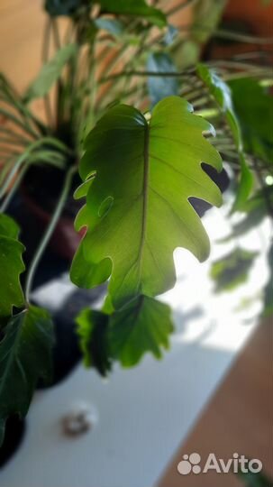 Филодендрон Ксанаду (с ароматом тропического леса)