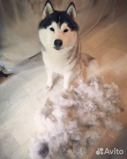 Прядение собачьей шерсти