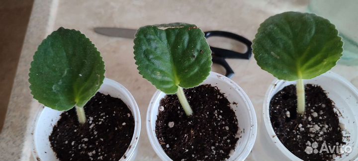 Детки сортовых фиалок