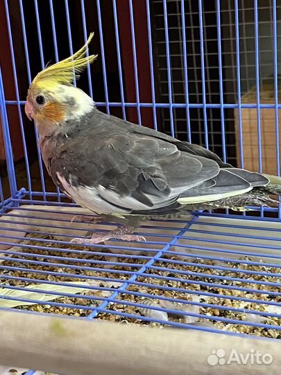 Попугай корелла