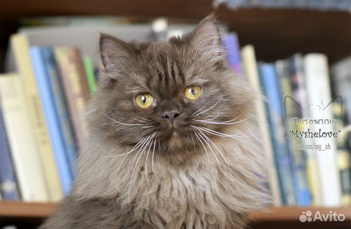 Пушистый шотландец (хайленд-страйт)