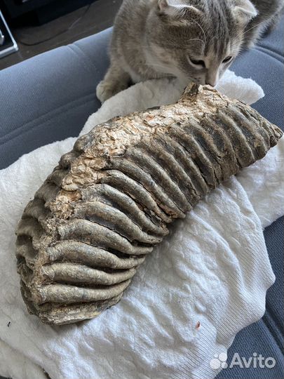 Зуб мамонта