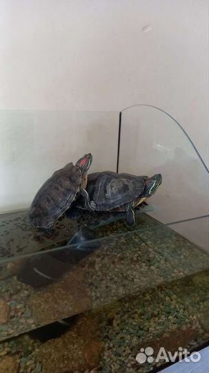 Аквариум и черепахи