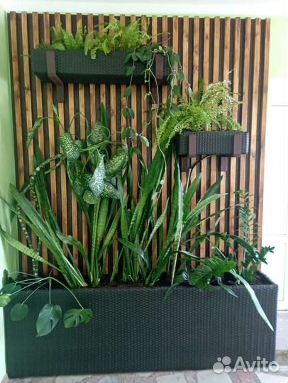 Зеленая зона в холл