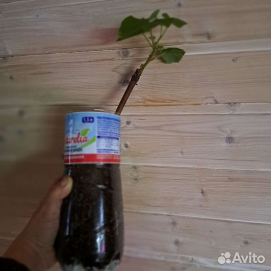 Саженцы винограда