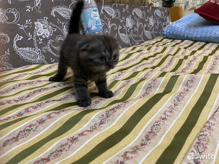 Шотландские и британские котята