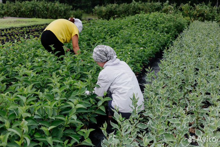 Рабочие в питомник растений