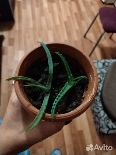 Алоэ столетник