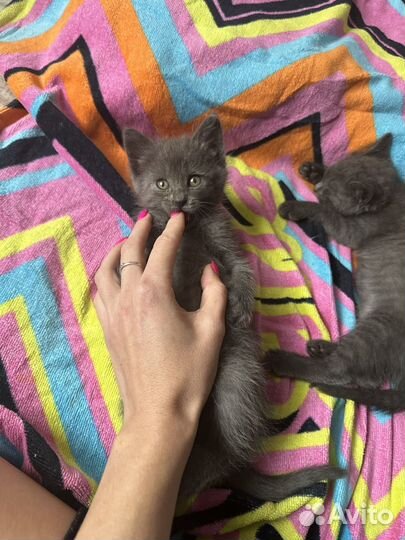 Британские котята