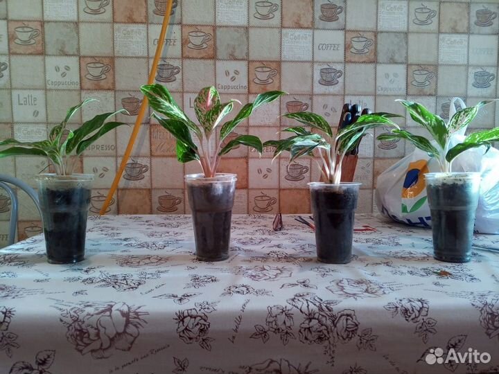 Аглаонема Butterfly