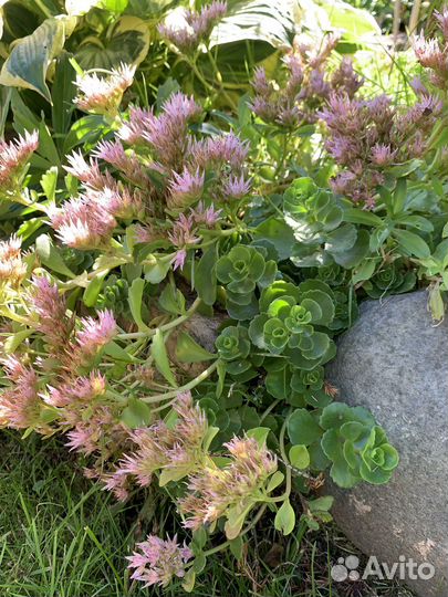 Почвопокровные растения для сада