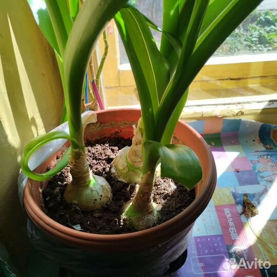 Лечебный индийский лук