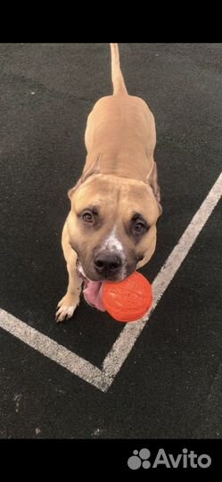 Вязка стафф