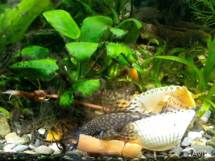 Продаются рыбки Гуппи, Анциструсы,растения
