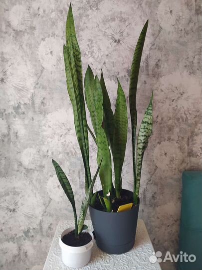 Сансевиерия