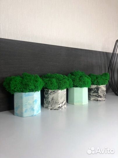 Кашпо со стабилизированным мхом