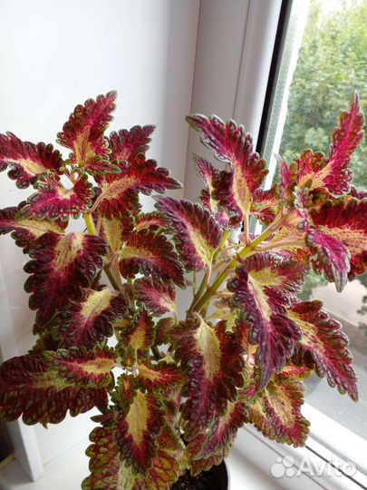 Комнатные цветы