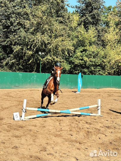 Обучение верховой езде, конкур, выездка