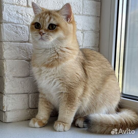 Прекрасная девочка Одиль - золотая шиншилла