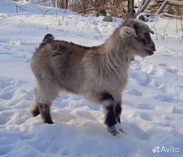 Заано нубийские козочки