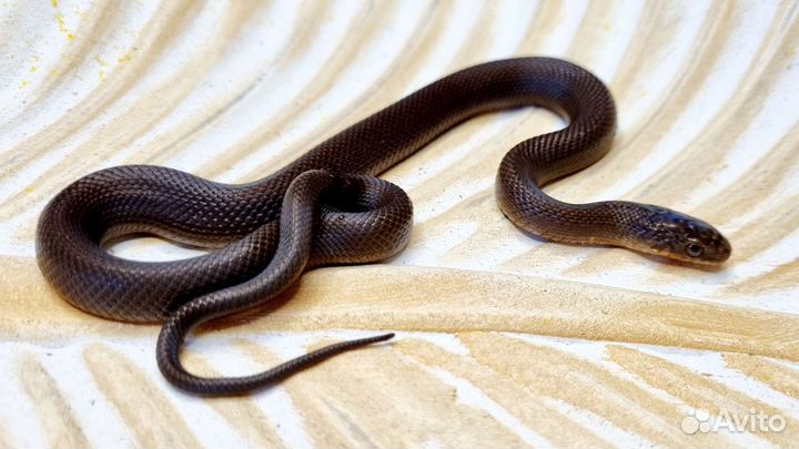 Узорчатый полоз