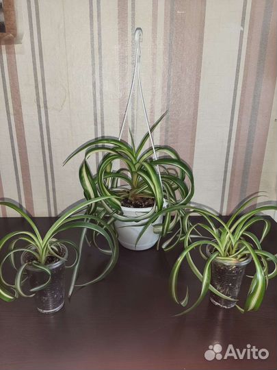 Хлорофитум кудрявый